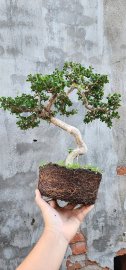 Sam núi co lắc già lên san hô giao lưu