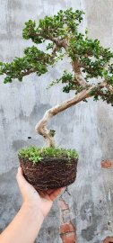 Sam núi co lắc già lên san hô giao lưu