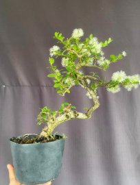 Hải châu văn nhân lắc đẹp ạ