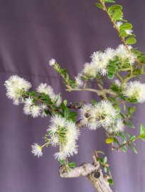 Hải châu văn nhân lắc đẹp ạ