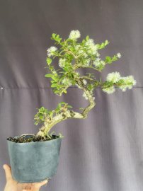 Hải châu văn nhân lắc đẹp ạ