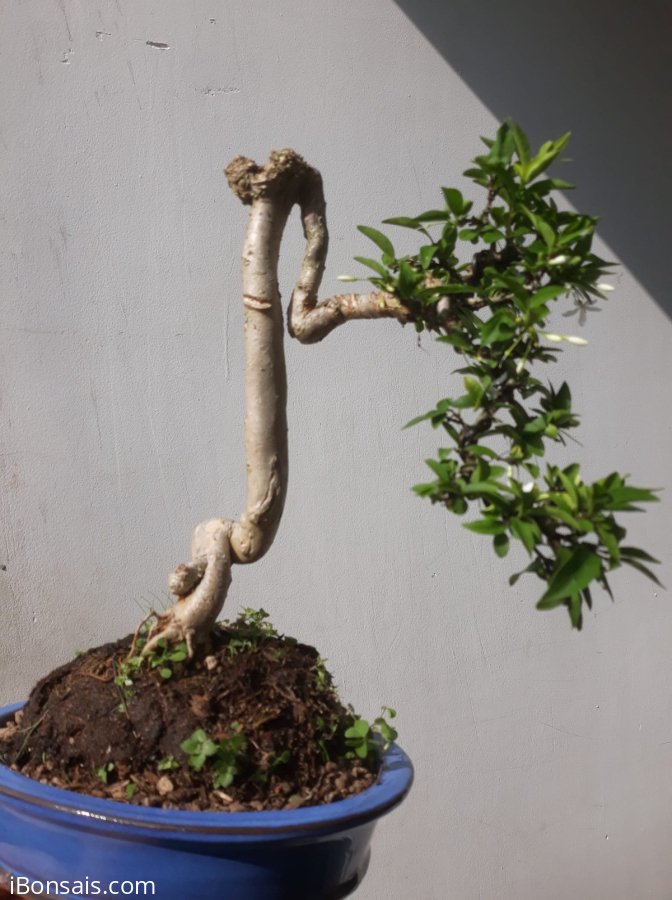 Em Mai lá lớn dáng quái...