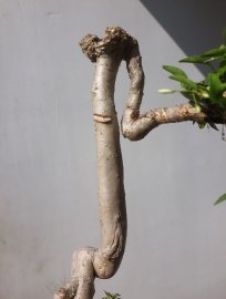 Em Mai lá lớn dáng quái...
