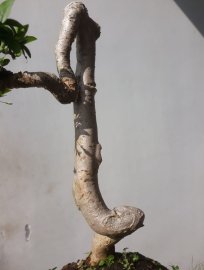 Em Mai lá lớn dáng quái...