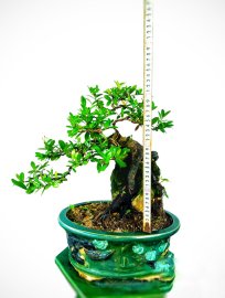 Cây thì cũng rẻ thôi đắt là đắt ở cục đá ae ạ