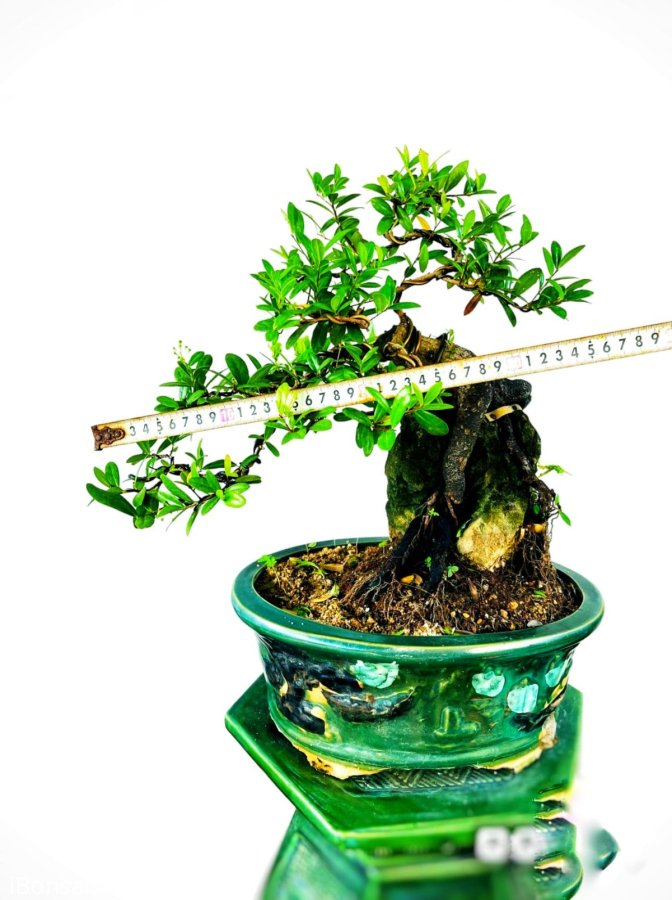 Cây thì cũng rẻ thôi đắt là đắt ở cục đá ae ạ