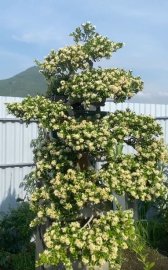 Hải châu thác đổ đầy hoa