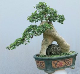 Cây duối lá nhỏ Bình Định