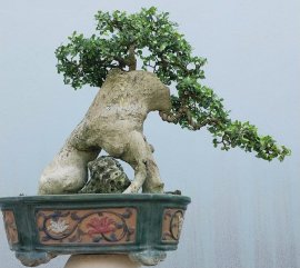Cây duối lá nhỏ Bình Định