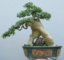 Cây duối lá nhỏ Bình Định