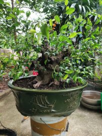 Zô dây nước 1 cho phôi sanh nam điền 2 người bê nhẹ