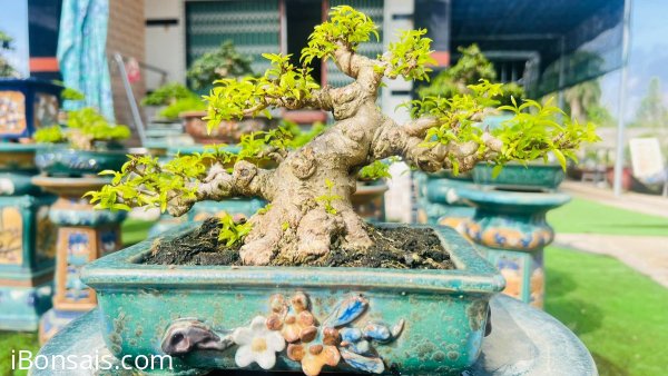 Mai chiếu thủy 5tr