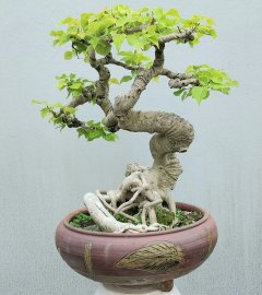 Cây bồ đề già nằm chậu lâu năm