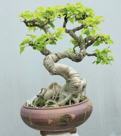 Cây bồ đề già nằm chậu lâu năm