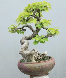Cây bồ đề già nằm chậu lâu năm