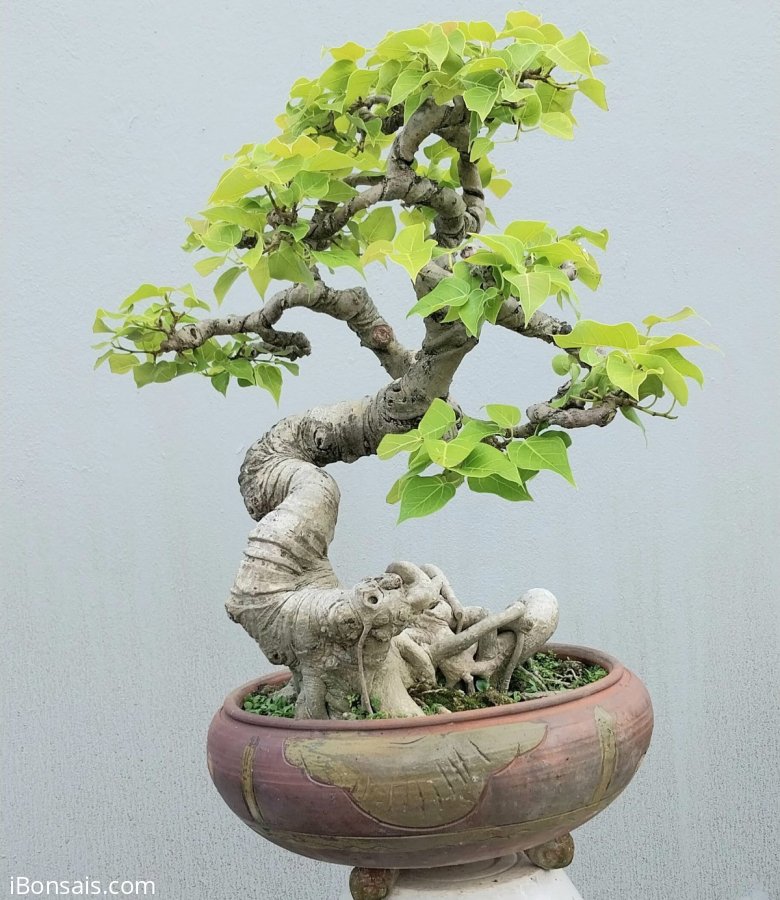 Cây bồ đề già nằm chậu lâu năm