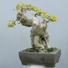 Bồ đề mini mập mạp, lùn lực