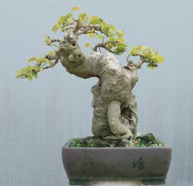 Bồ đề mini mập mạp, lùn lực