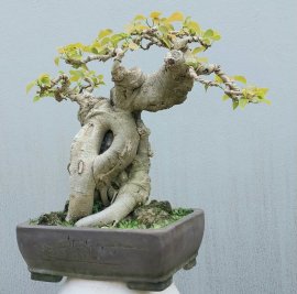 Bồ đề mini mập mạp, lùn lực