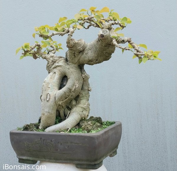 Bồ đề mini mập mạp, lùn lực