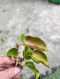 Giao lưu cùng quí ace yêu mến bồ đề hàng ôm đá lâu năm ạ