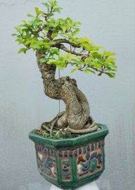 Lộc vừng Bình Định