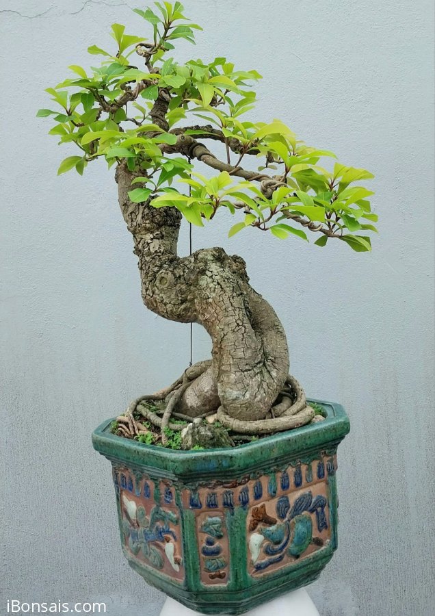 Lộc vừng Bình Định
