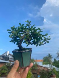 Mini hải châu sông cầu xinh ạ