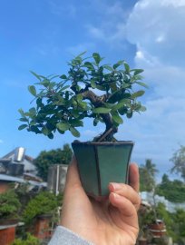 Mini hải châu sông cầu xinh ạ