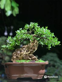Linh sam ôm đá