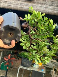 Hải châu lá nhỏ sông cầu mini cầm tay