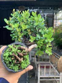 Hải châu lá nhỏ sông cầu mini cầm tay