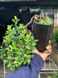 Hải châu lá nhỏ sông cầu mini cầm tay
