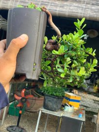 Hải châu lá nhỏ sông cầu mini cầm tay