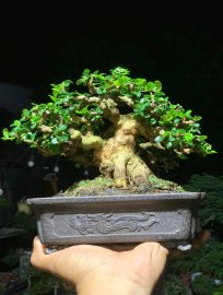 Sam núi trái mini bỏ bàn 