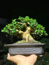 Sam núi trái mini bỏ bàn 