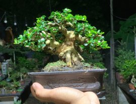 Sam núi trái mini bỏ bàn 