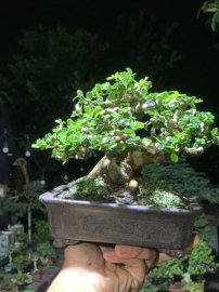 Sam núi trái mini bỏ bàn 
