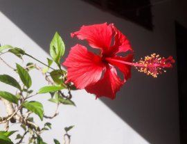 Em là Bụt xưa lâu năm...