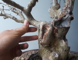 Em là Hồng Quân núi...