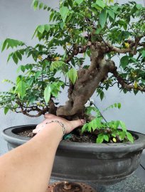 Khế chua chia sẻ quí ace ạ