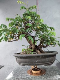 Khế chua chia sẻ quí ace ạ