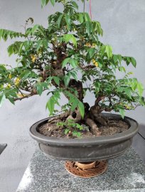 Khế chua chia sẻ quí ace ạ