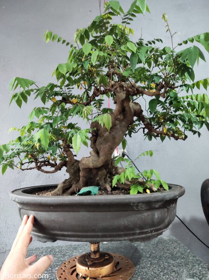 Khế chua chia sẻ quí ace ạ