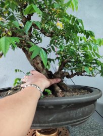 Khế chua chia sẻ quí ace ạ