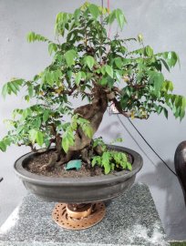 Khế chua chia sẻ quí ace ạ
