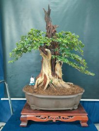 Bonsai lũa đẹp giá mềm, mời các anh chị vào xem live ủng hộ nhé!