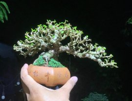 Sam núi trái full 10cm , hoành10cm, tàn25cm