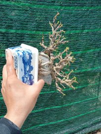 Bụt đài Loan ôm đá