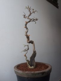 Em là Hồng Quân văn nhân...